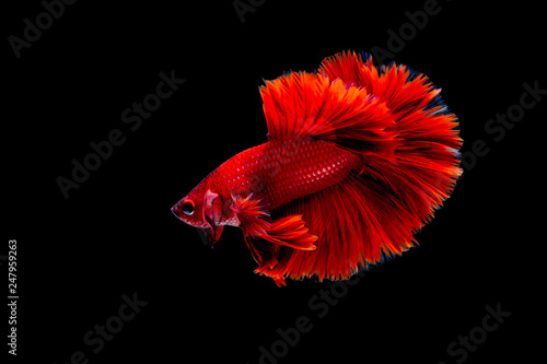 betta Fighting fish photo