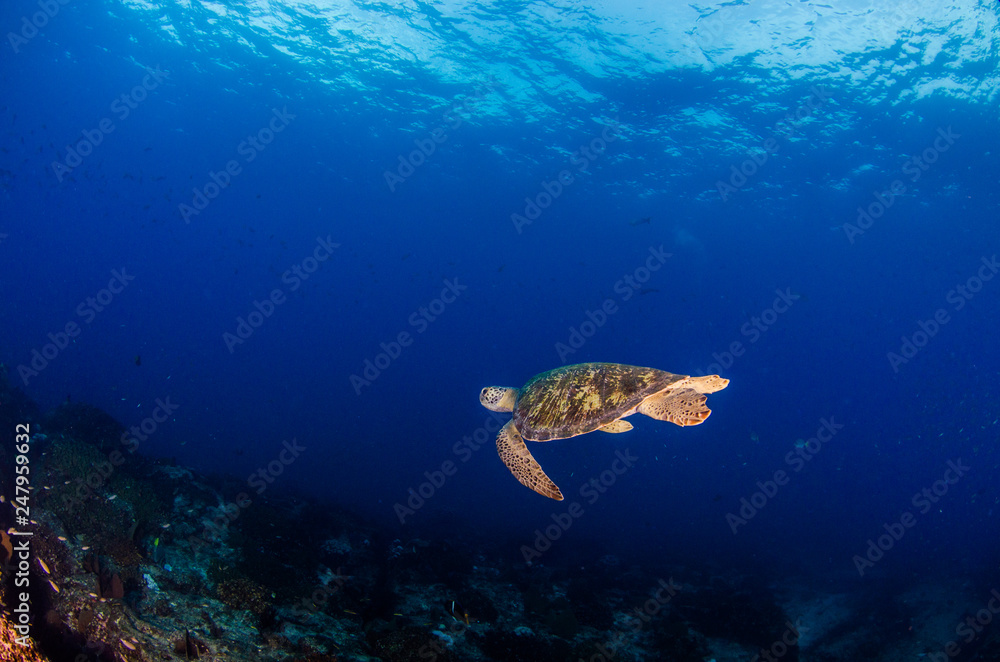 Fototapeta premium Sea turtle resting in the reefs of Cabo Pulmo National Park. Baja California Sur,Mexico.