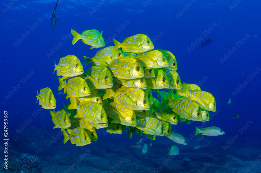 Panamic porkfish (Anisotremus taeniatus),colorful yellow fish in a
