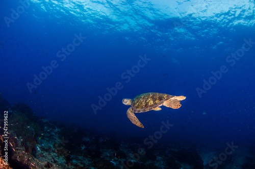 Sea turtle resting in the reefs of Cabo Pulmo National Park. Baja California Sur Mexico.
