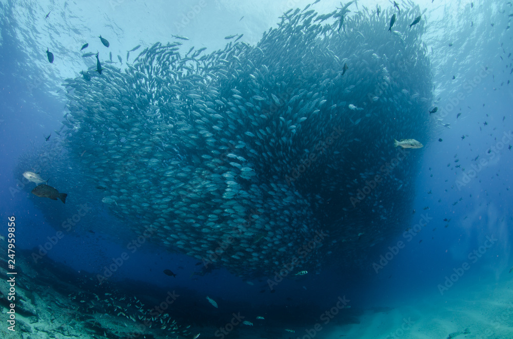 Big eye Trevally Jack, (Caranx sexfasciatus) Forming a school, bait ball or tornado with a diver. Cabo Pulmo National Park. Baja California Sur,Mexico. Big eye Trevally Jack, (Caranx sexfasciatus) Forming a school, bait ball or tornado with a diver. Cabo Pulmo National Park. Baja California Sur,Mexico.