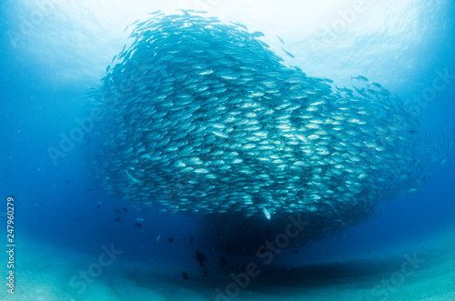 Big eye Trevally Jack, (Caranx sexfasciatus) Forming a school, bait ball or tornado with a diver. Cabo Pulmo National Park. Baja California Sur,Mexico.