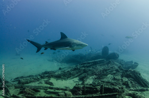 Bull Shark (Carcharhinus leucas). reefs of the Sea of Cortez, Pacific ocean. Cabo Pulmo, Baja California Sur, Mexico. The world's aquarium. © leonardogonzalez