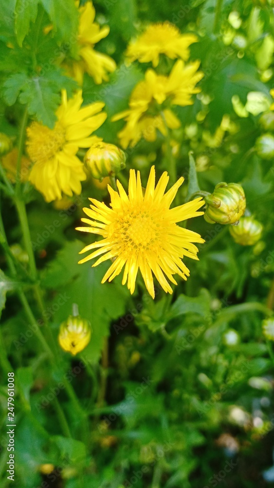 Obraz premium Chrysanthemum flowers blooming volume 89963221477899552565