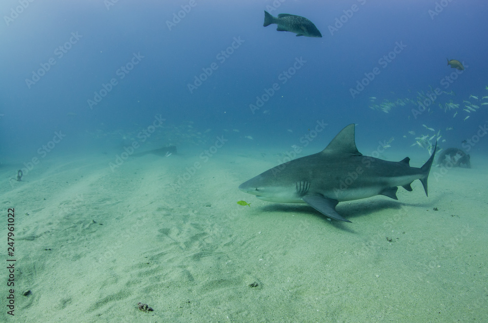 Fototapeta premium Bull Shark (Carcharhinus leucas). reefs of the Sea of Cortez, Pacific ocean. Cabo Pulmo, Baja California Sur, Mexico. The world's aquarium.