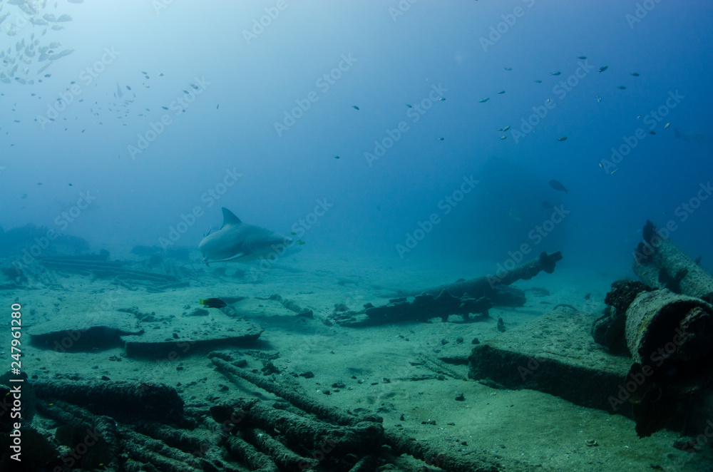 Fototapeta premium Bull Shark (Carcharhinus leucas). reefs of the Sea of Cortez, Pacific ocean. Cabo Pulmo, Baja California Sur, Mexico. The world's aquarium.