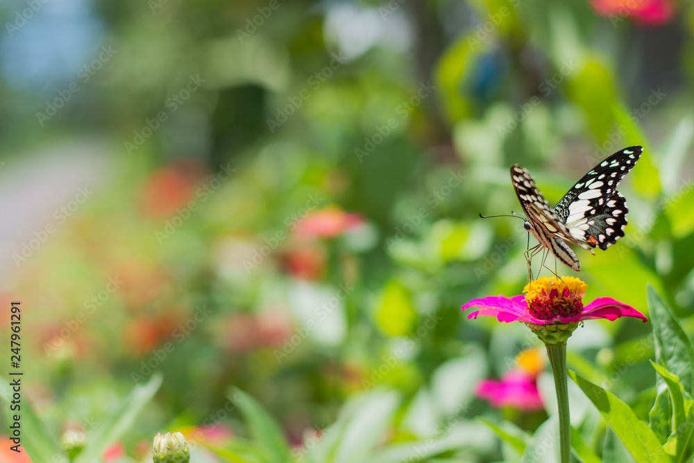 Butterflies in spring Butterflies in spring