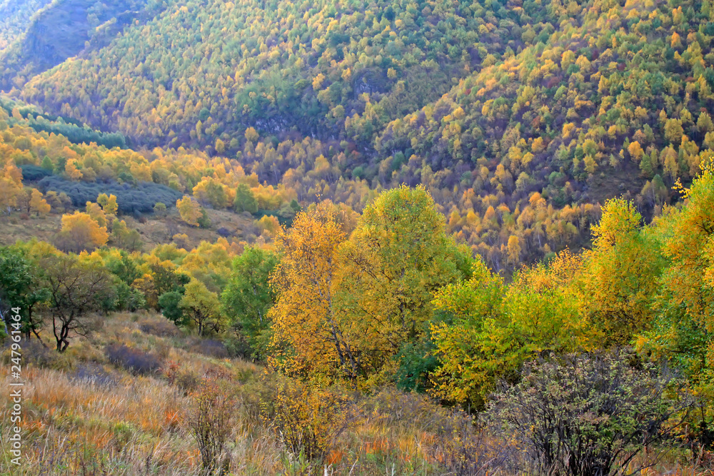 trees on the hillside