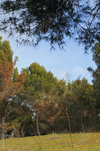  Trees and blue sky