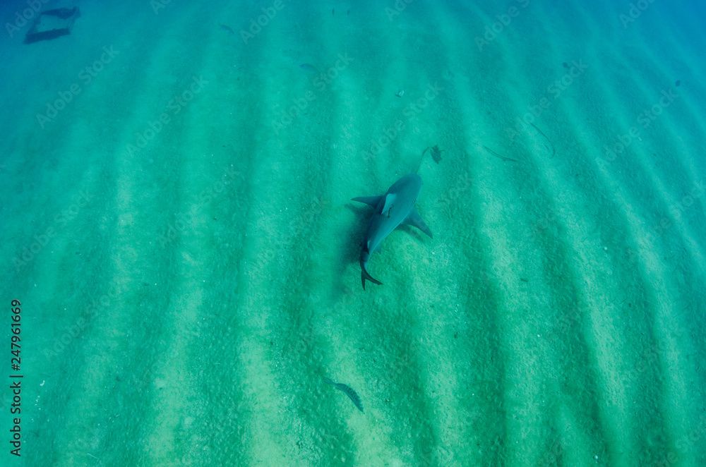 Bull Shark (Carcharhinus leucas). reefs of the Sea of Cortez, Pacific ocean. Cabo Pulmo, Baja California Sur, Mexico. The world's aquarium. Bull Shark (Carcharhinus leucas). reefs of the Sea of Cortez, Pacific ocean. Cabo Pulmo, Baja California Sur, Mexico. The world's aquarium.
