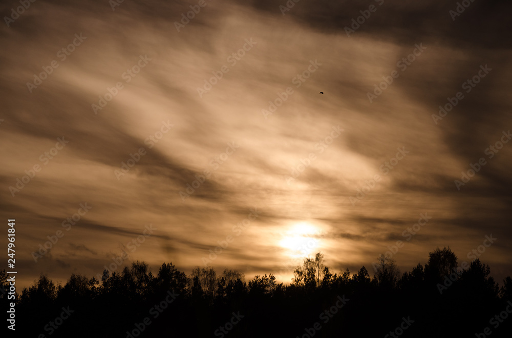 A bird flies over the forest against a beautiful sunset in cloudy sky