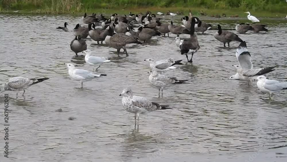 Seagulls And Canadian Geese Standing and Swimming In Water Seagulls And Canadian Geese Standing and Swimming In Water