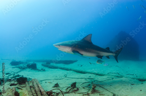 Bull Shark  Carcharhinus leucas . reefs of the Sea of Cortez  Pacific ocean. Cabo Pulmo  Baja California Sur  Mexico. The world s aquarium.