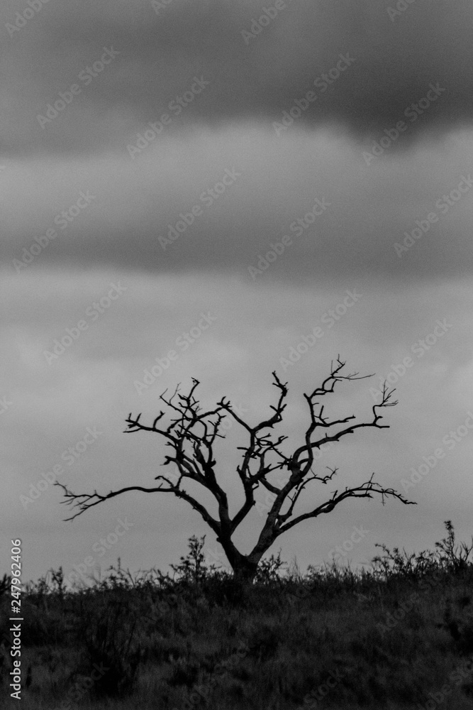 A black and white tree landscape A black and white tree landscape
