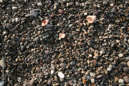 wet pebbles with seashells on the beach