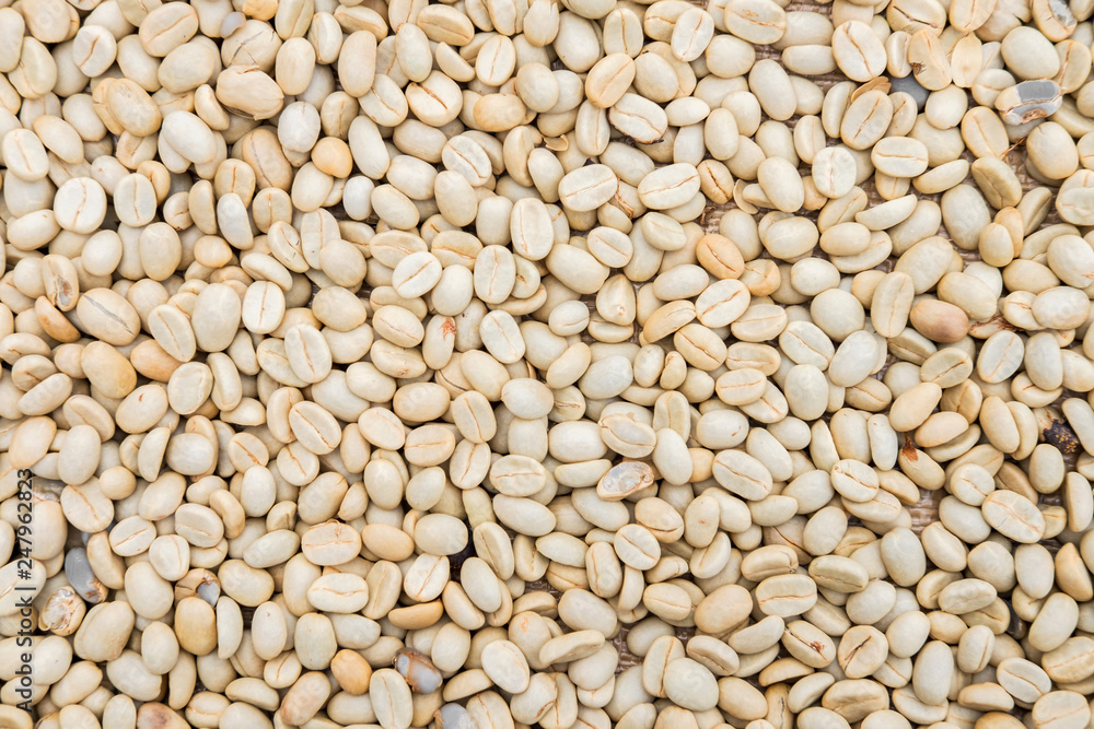 Process before being a coffee product to Coffee beans under sun to dry on background Process before being a coffee product to Coffee beans under sun to dry on background