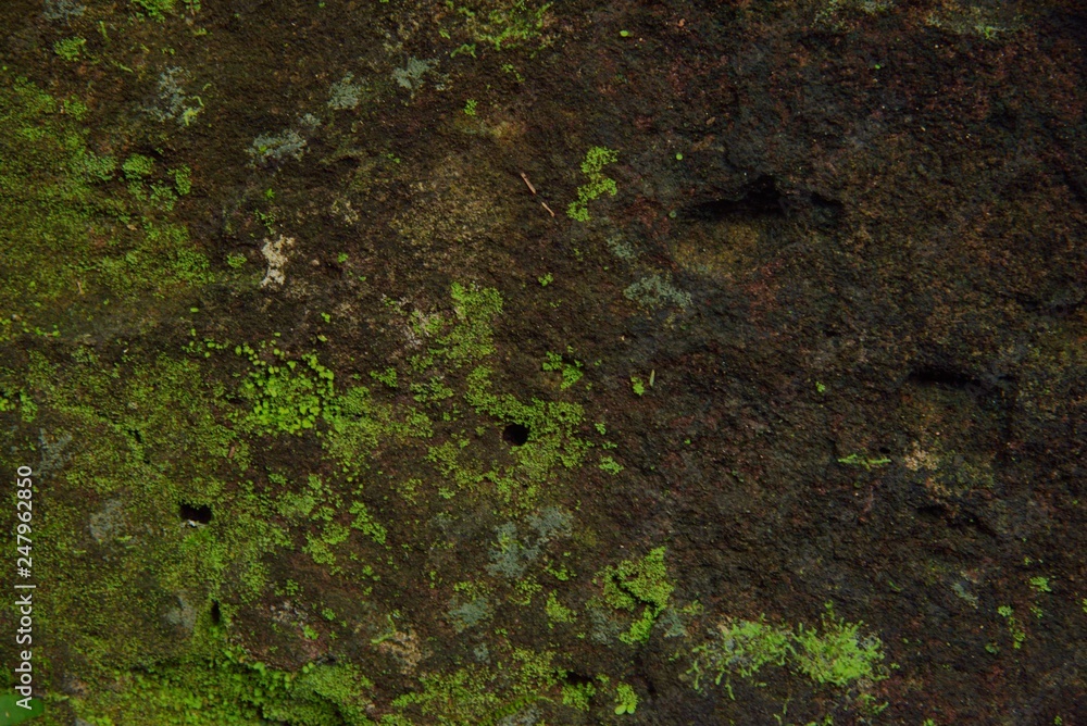 green moss background green moss background