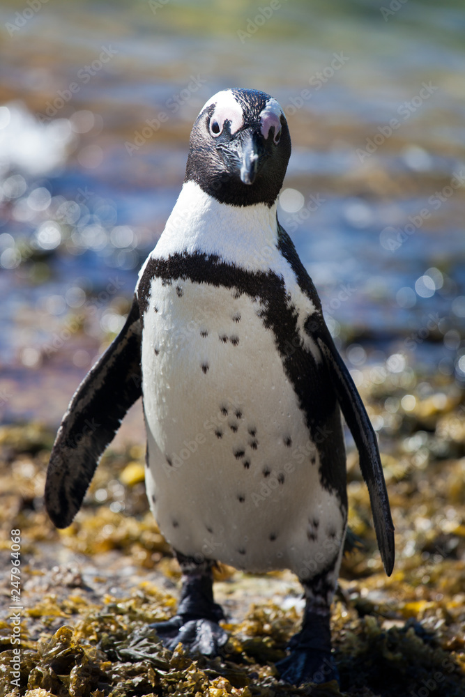 Fototapeta premium African penguin (Spheniscus demersus) on Boulders Beach near Cape Town South Africa relaxing in the sun on stones and algae