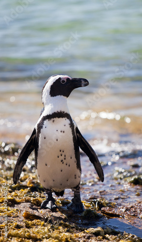 African penguin (Spheniscus demersus) on Boulders Beach near Cape Town South Africa relaxing in the sun on stones and algae