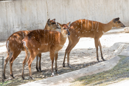 Принти на полотні Hembras de sitatunga