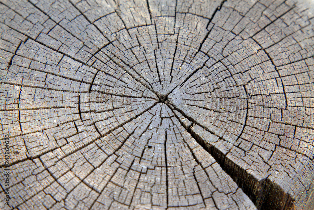 Fototapeta premium Wooden cross section