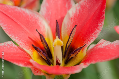 Spring garden with  striped pink and white tulips photo