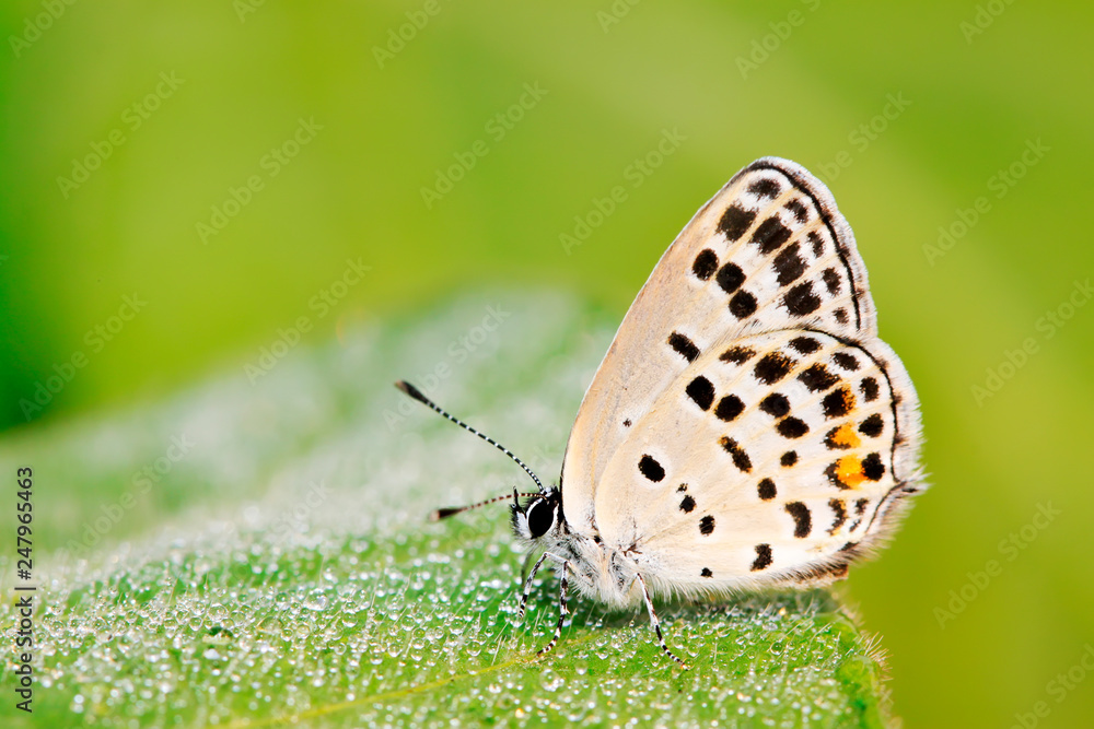 Obraz premium lycaenid on plant