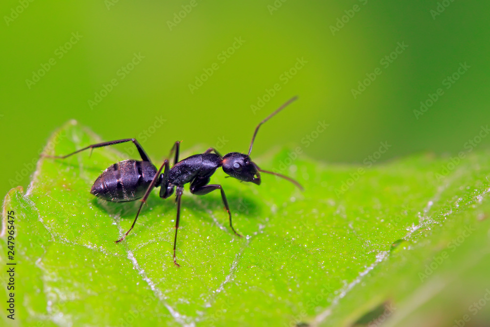 Fototapeta premium Camponotus Japonicus Mayr on plant