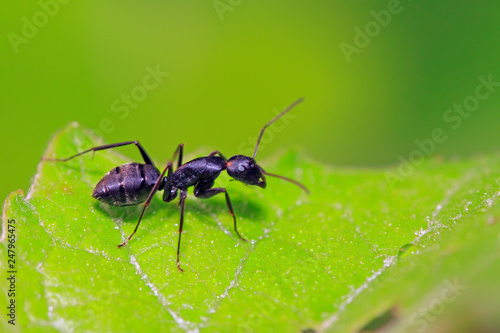 Camponotus Japonicus Mayr on plant