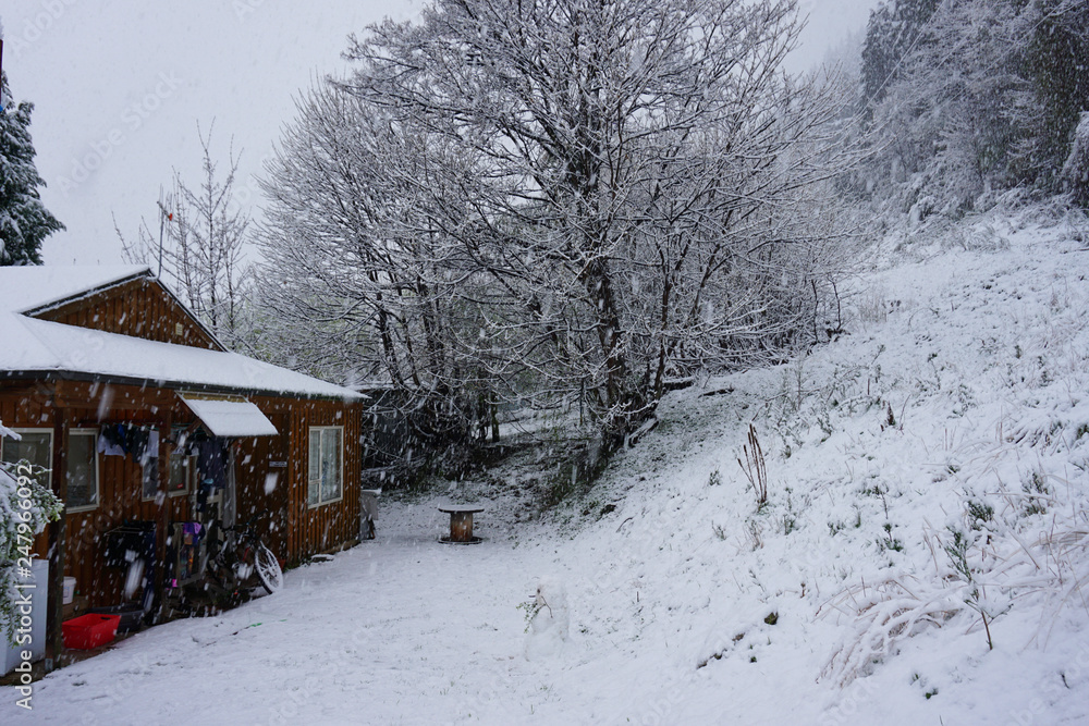Snowy forest with snow on tree covered by snow white landscape in winter cold Christmas tree with frost scene beautiful snowfall in mountain in Queenstown New Zealand