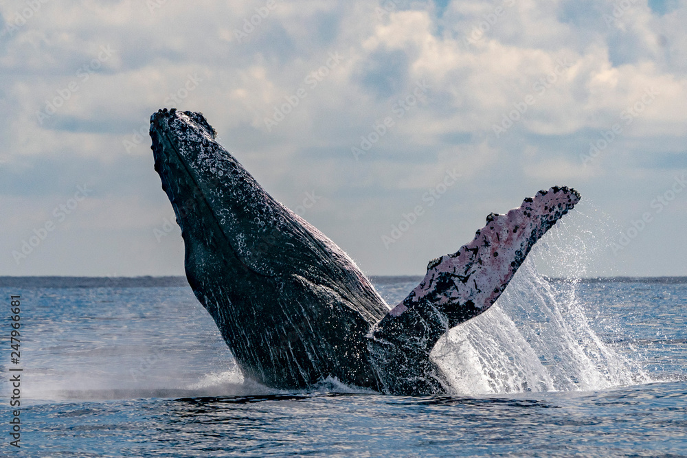 humpback whale breaching Stock Photo | Adobe Stock