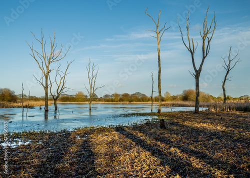 Arcot Pond, Cramlington, Northumberland, England, UK. Frozen pond  with dead trees. In afternoon winter sunlight. photo