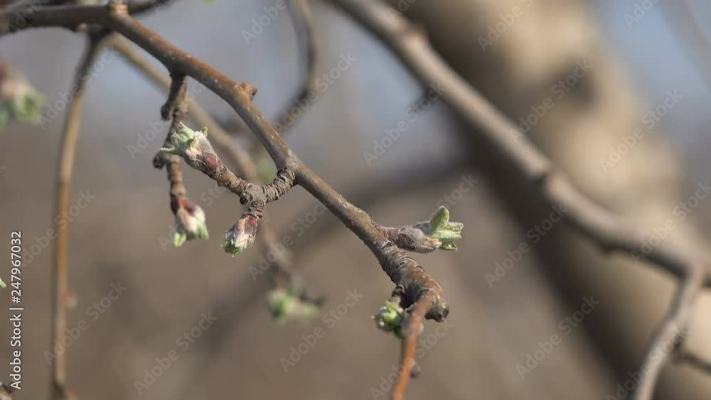 Fruit trees in the spring garden Fruit trees in the spring garden