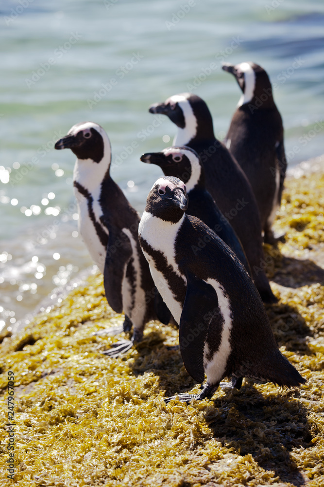 Obraz premium Colony African penguin (Spheniscus demersus) on Boulders Beach near Cape Town South Africa relaxing in the sun on stones and algae sunshine day