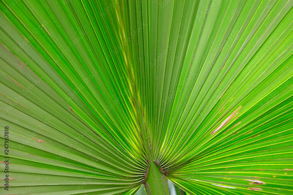 Obraz premium Palm leaf