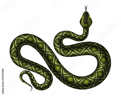 Realistic green python vector illustration. Isolated tropical snake on white background