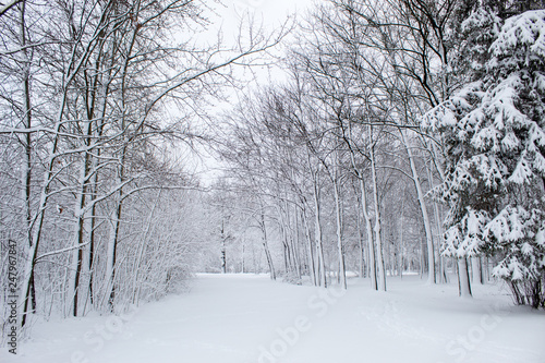 Winter fairy tale in the city park, snowy forest, white trees in the fluffy soft snow