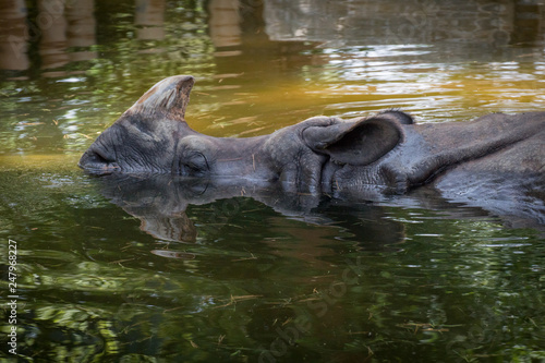 Rinoceronte indio durmiendo en una charca