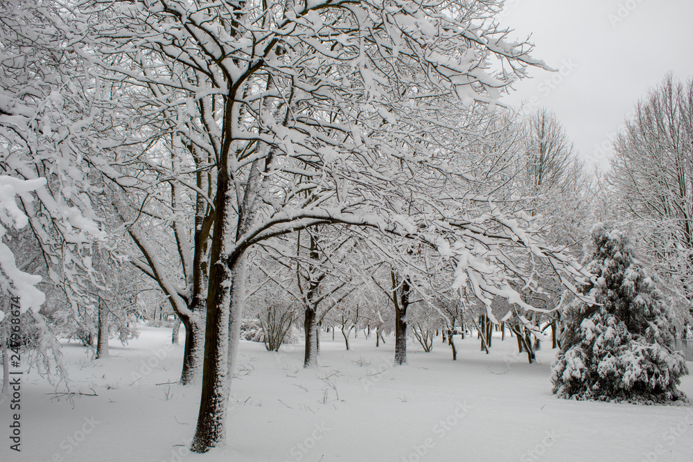 Winter fairy tale in the city park, snowy forest, white trees in the fluffy soft snow