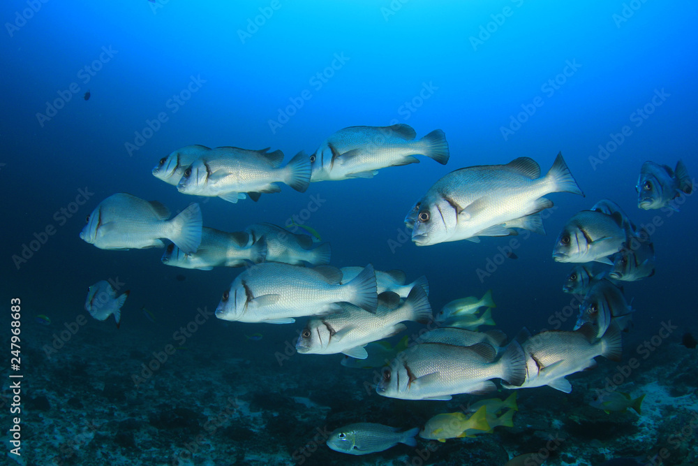 Fototapeta premium Underwater fish on coral reef 