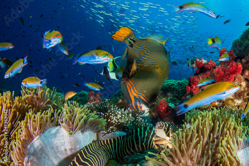 Canvas Print Underwater fish on coral reef