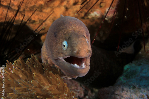 White-eyed Moray Eel  photo