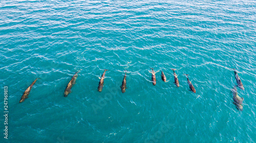 Pilot whales, Sea of Cortes, Mexico.