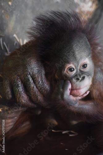 Pensive and a little sad baby looking. A cute little breast orangutan baby and a big reliable hand of his mother