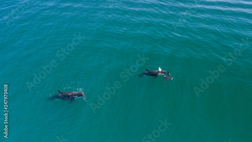 Orcas, Sea of Cortes. Mexico.