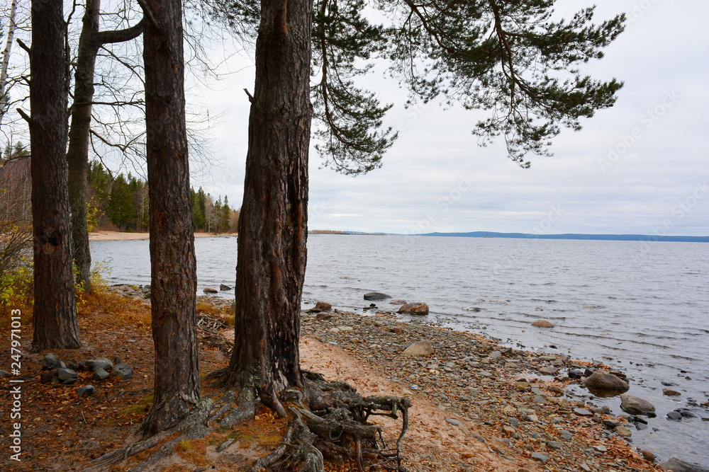 The trunks of the pine trees on the shores of lake.