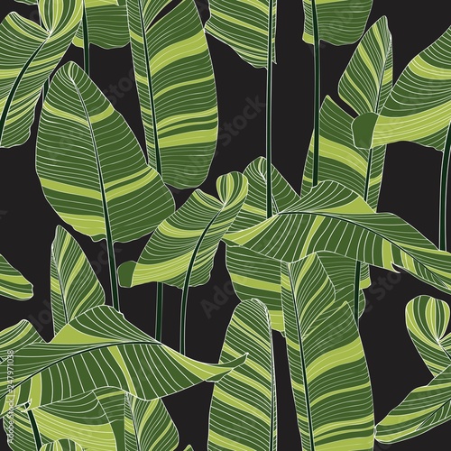 Seamless banana leaf pattern background. Simple green drawing line art illustration. Black background. photo