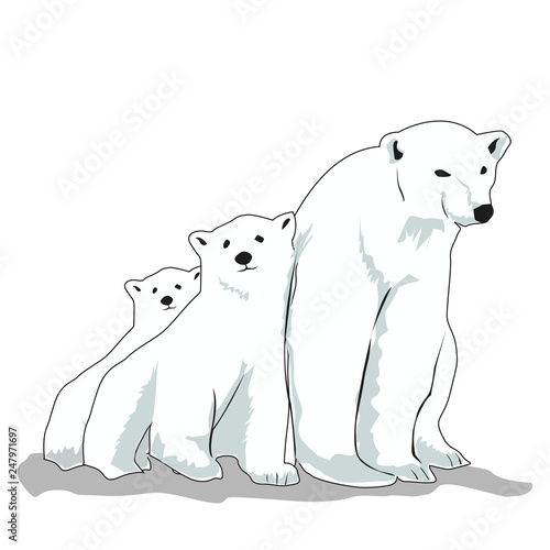 Vector illustration of polar bear