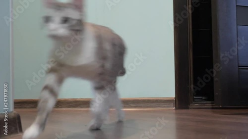 light striped cat with blue eyes opens the door.
