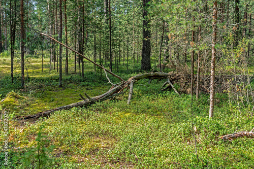 Trees broken by strong wind in the forest